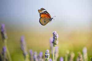 Counselling & Psychotherapy. butterfly